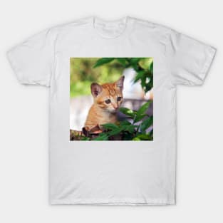 Cute kitten cat perched in a tree with an inquisitive look T-Shirt